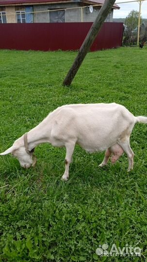 Коза дойная 50% зааненской породы