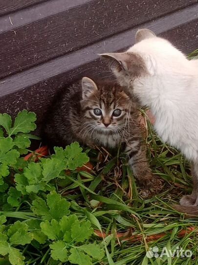 Котята