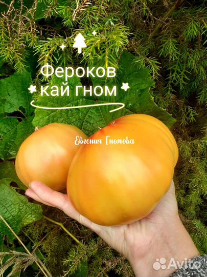 Семена томатов Гномы