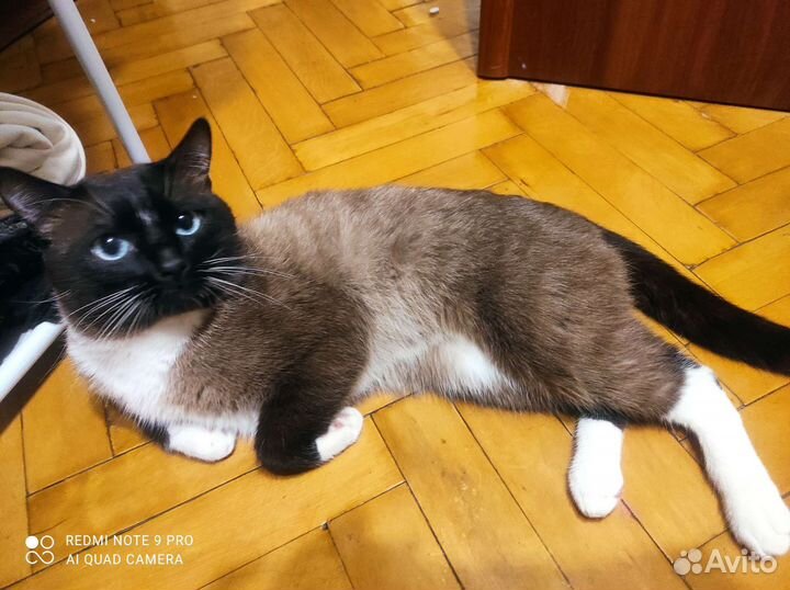 Сиамский котик