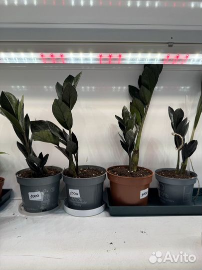 Замиокулькас равен