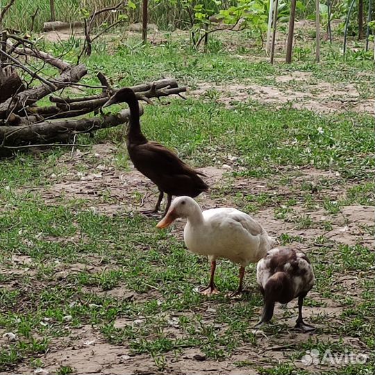 Утята индийский бегунок