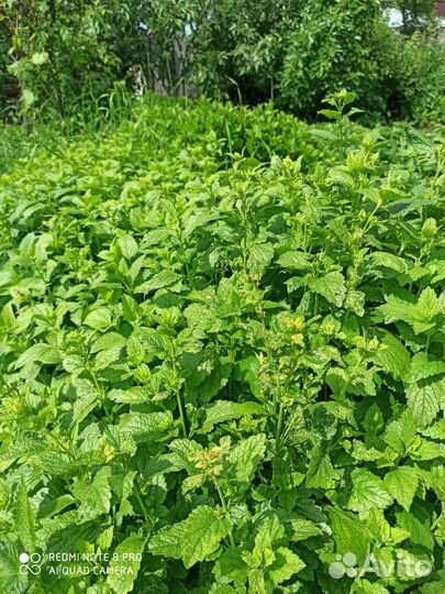 Мята, душица для чая большой веник