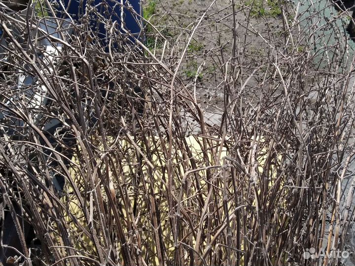 Мята мелисса