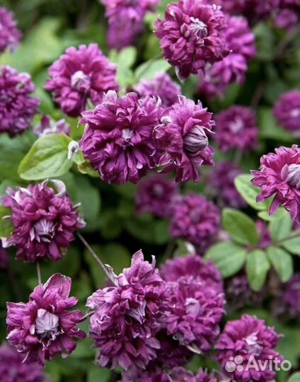 Клематисы сорта в объявлении