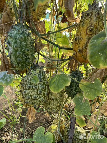 Семена Кивано экзотика