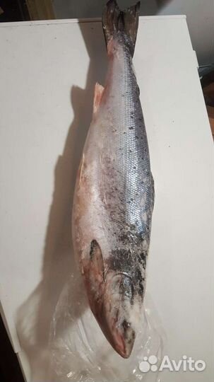 Сёмга дичка свежая