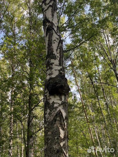 Капы берёзовые