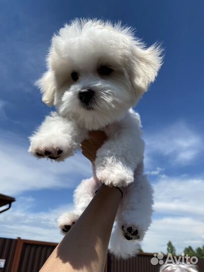 Случка, мальтезе