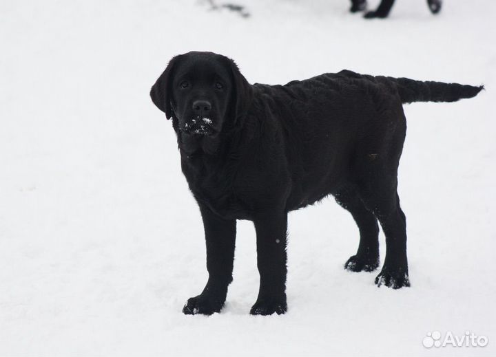 Щенки лабрадора