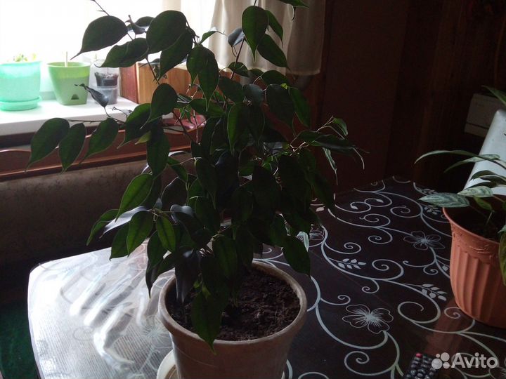 Фикус бенджамина агланэма эухарис