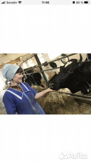 Доярка/дояр с проживанием
