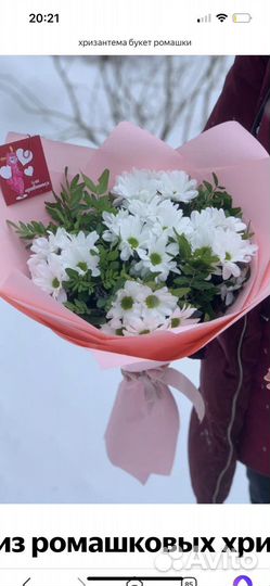 51 хризантема цветы, хризантемы, ромашки