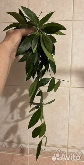 Хойи, дисхидии коллекционные взрослые и черенки