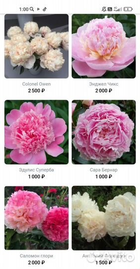 Пионы деленки