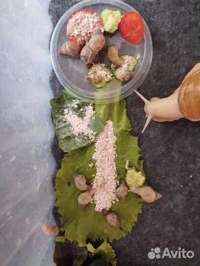 Улитки ахатины