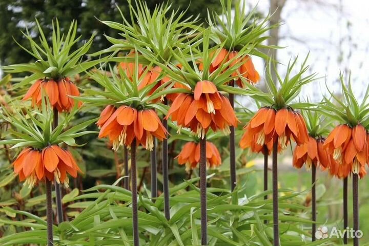 Рябчик императорский