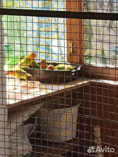 Попугаи неразлучники фишера