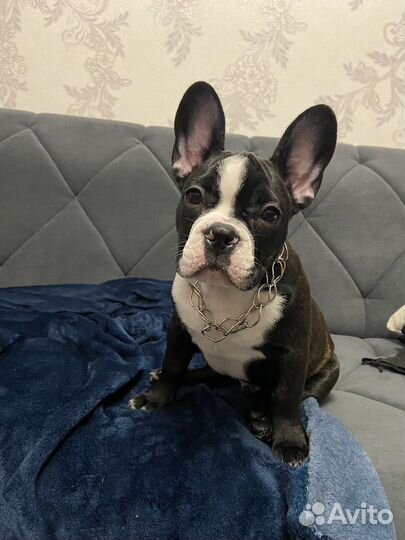 Франзуский бульдог вязка