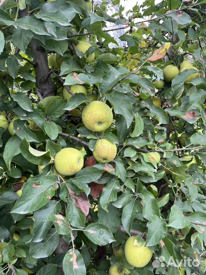 Яблоки Голден