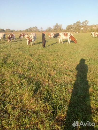 Продажа крс. Коровы первотёл, быки, телятам