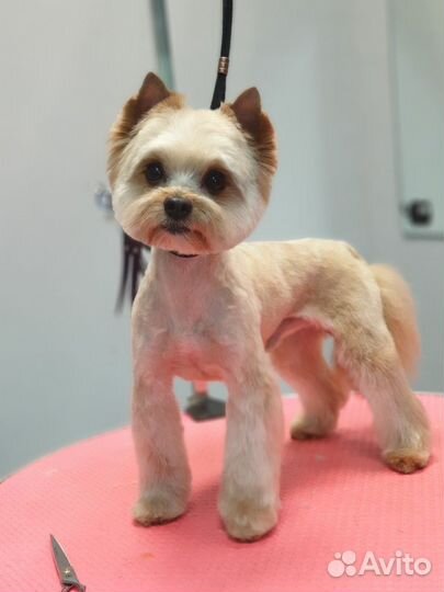 Стрижка собак Йорки, шпицы, пудели, все породы