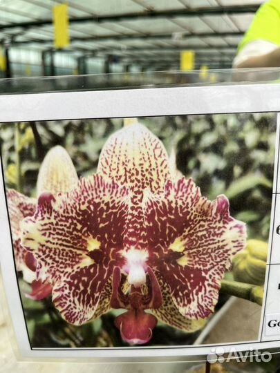 Орхидея бабочка желтый леопард