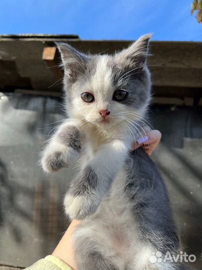 Отдам котят в добрые руки