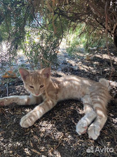 Котята в добрые руки бесплатно