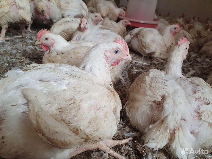 Куры бройлеры живым весом