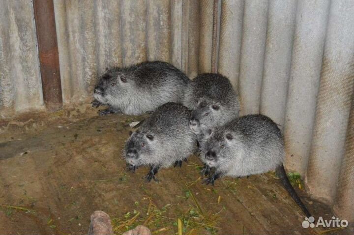 Семья нутрий