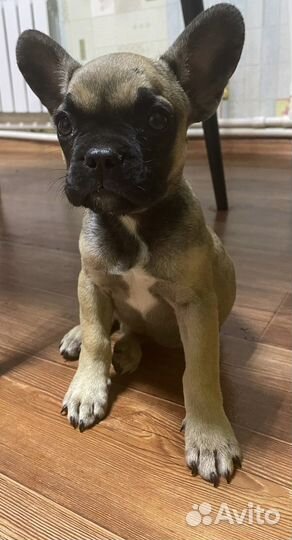 Французский бульдог