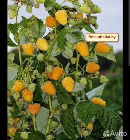 Малина жёлтая гигант