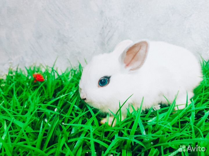 Мини карликовый кролик