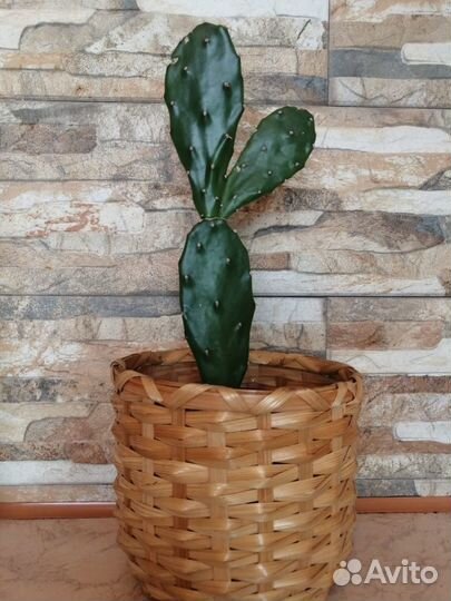 Продам кактус