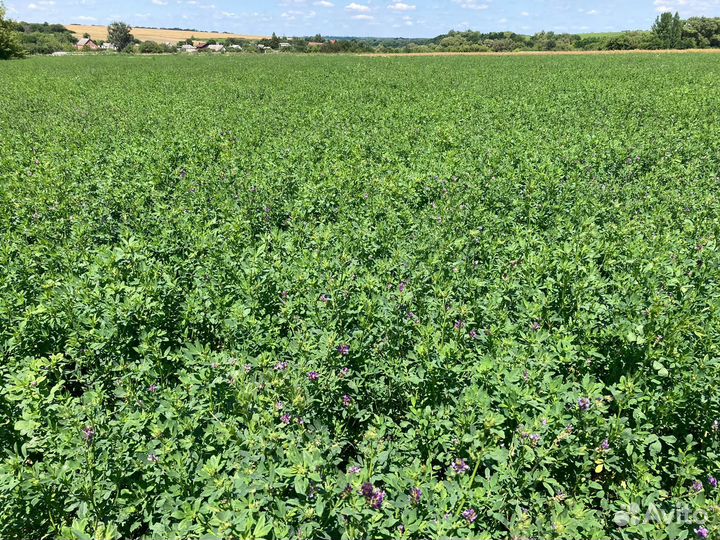 Сено люцерны