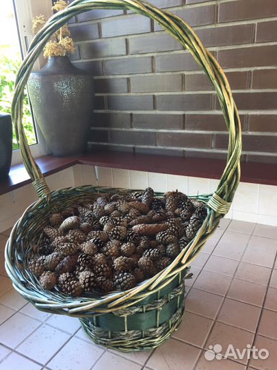 Шишки еловые,сосновые