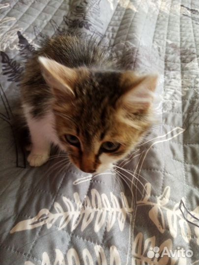 Котёнок /девочка