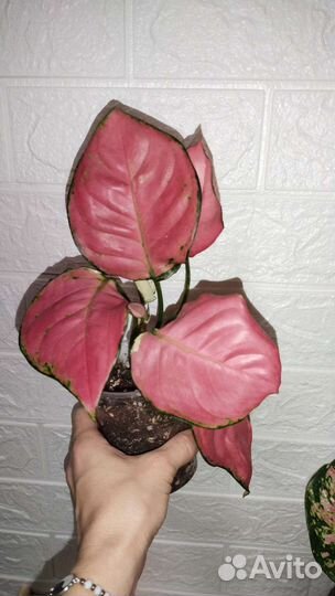 Аглаонемы сортовые