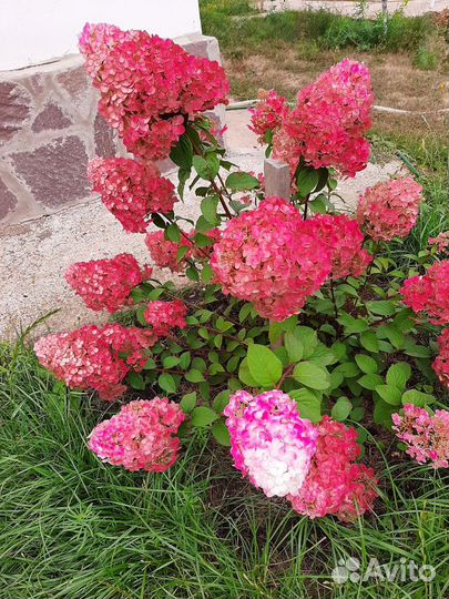 Гортензия Самарская Лидия