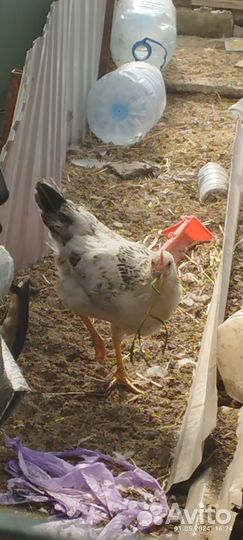 Молодые петухи из голубого яйца