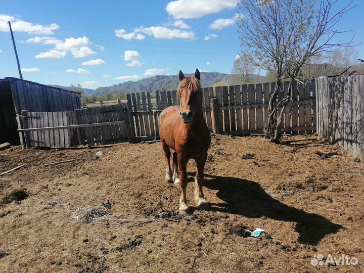 Продам жеребца