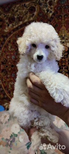 Кврликовый пудель