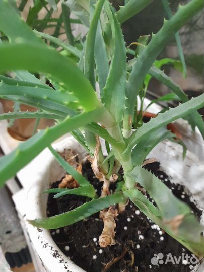 Комнатные растения