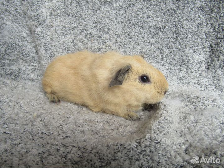 Морские свинки