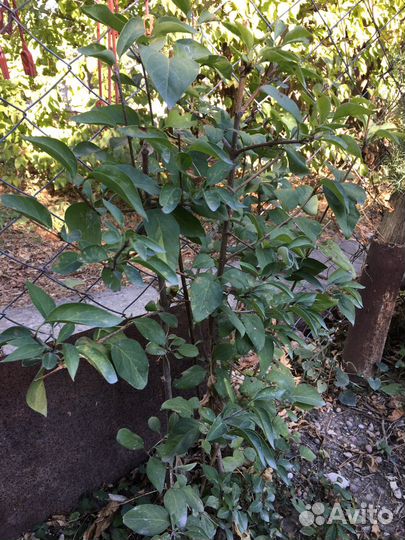 Садовые растения