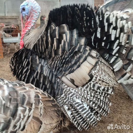 Мясо домашней индейки, кролика, утки