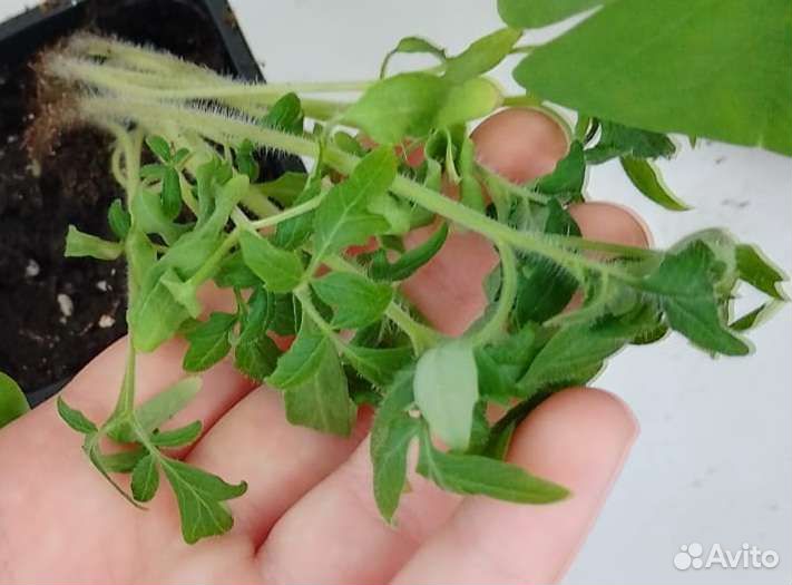 Домашние овощи, зимний огород, для подоконника