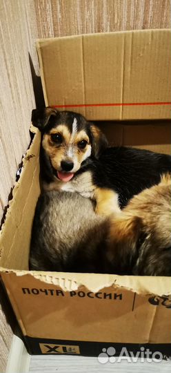 Найдена собака