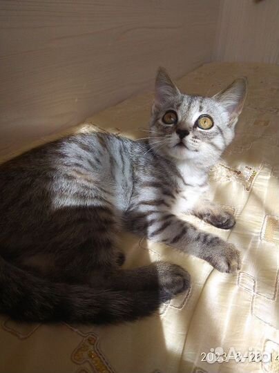 Британские котята